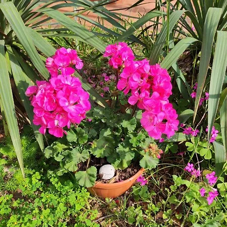 Apartament Ketryn Crikvenica